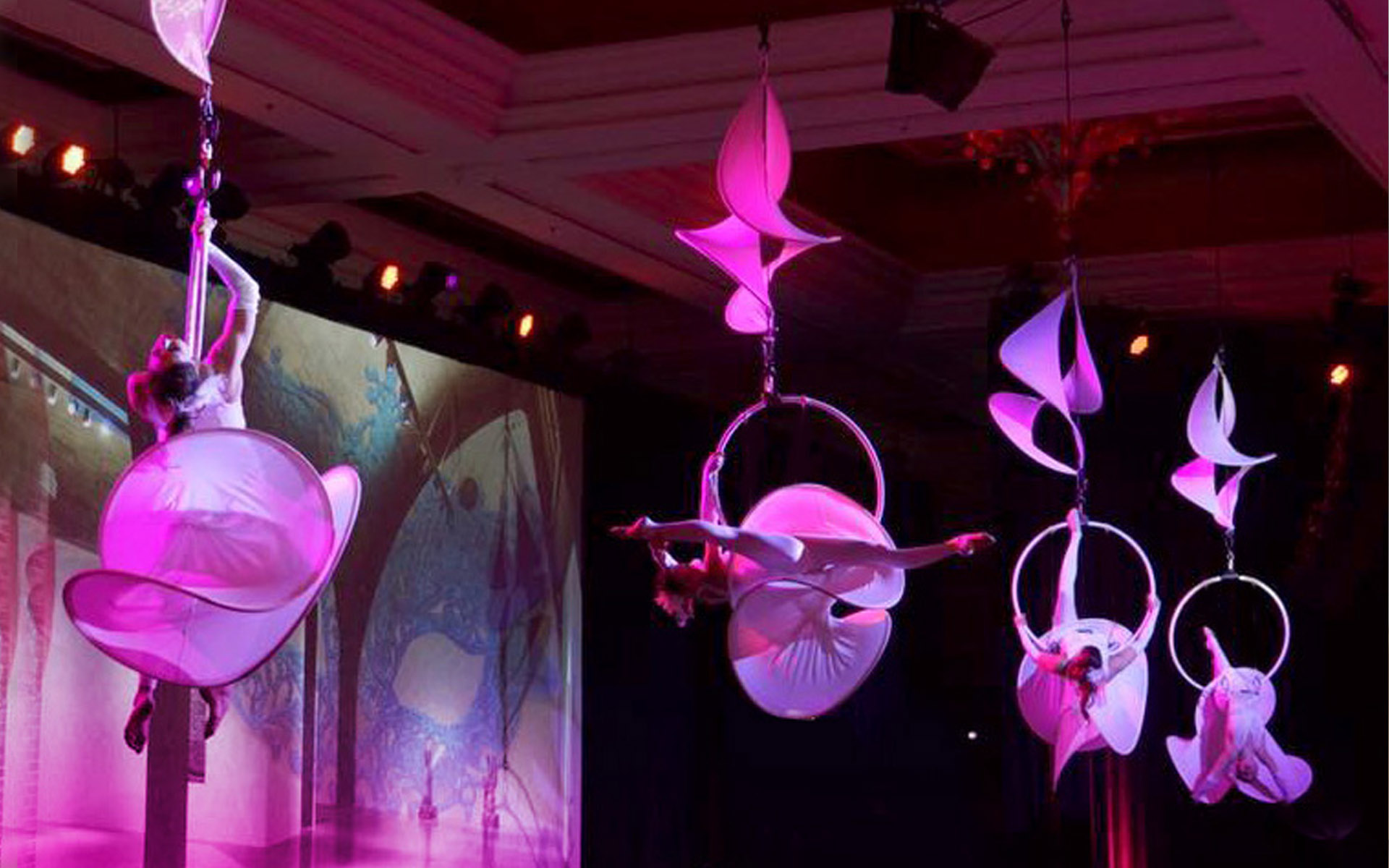 aerial orchid